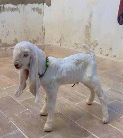 Pure Gulabi bakri & kid male