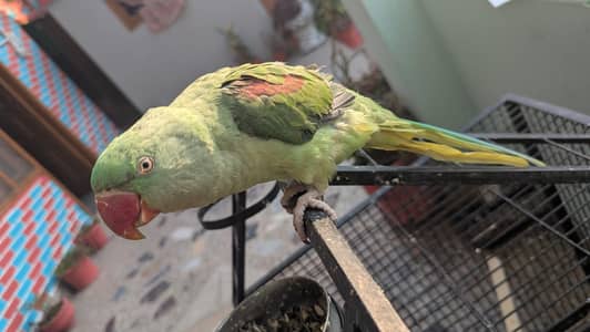Raw parrots / Hand tame parrots /  Parrots / Talking parrot / طوطا کچا