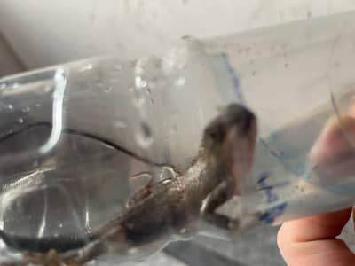 Salamendor Available