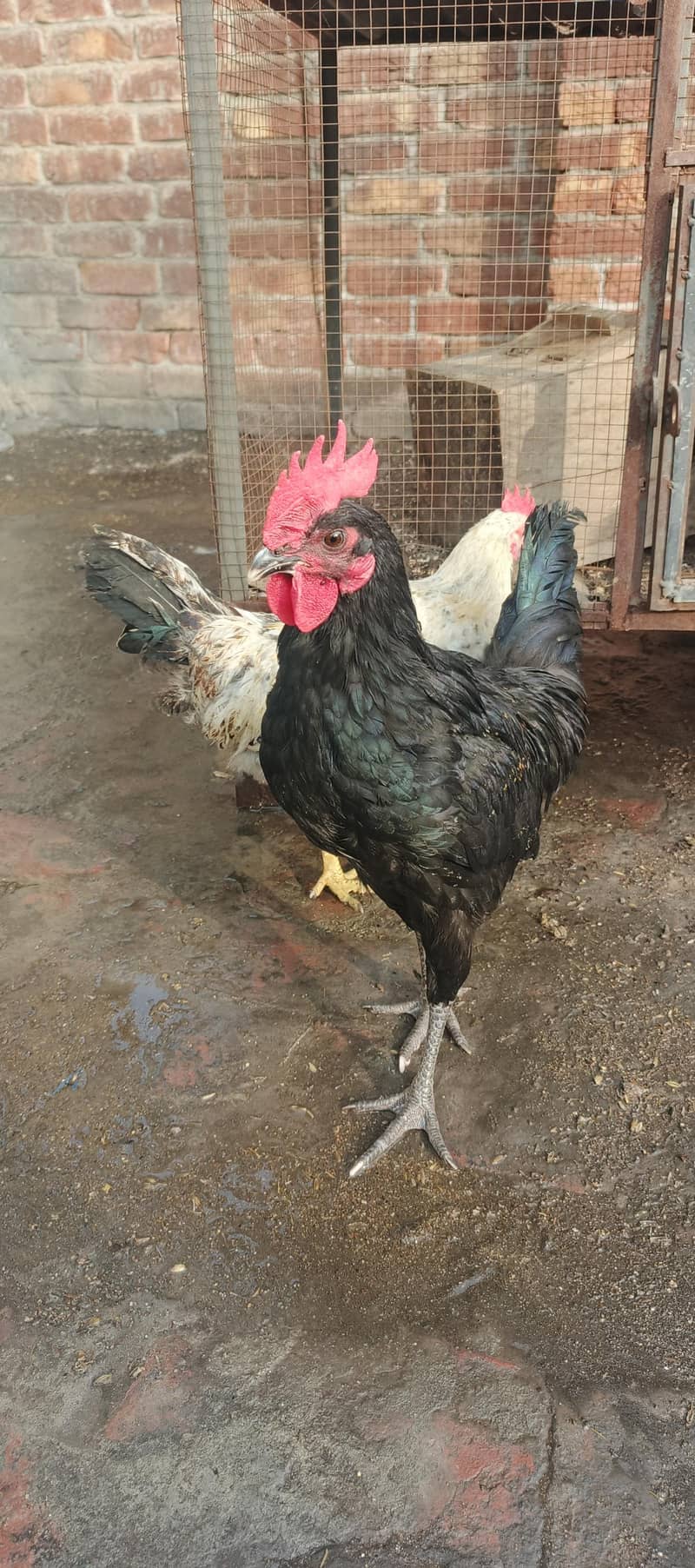 Australorp Rooster 0