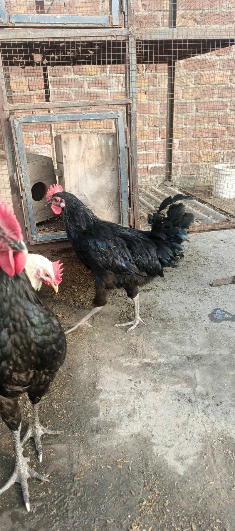 Australorp Rooster 3