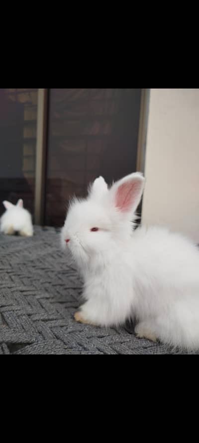 angora rabbits pair male female