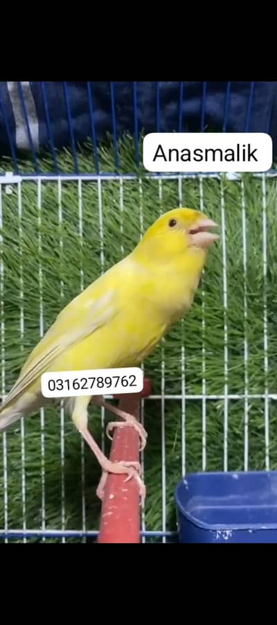 canary finch non Stop singing