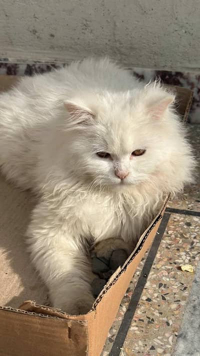 Peraian male pure white cat