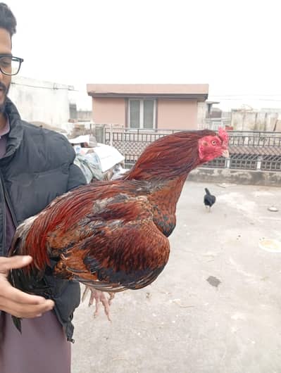 Aseel breeders for sale