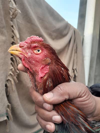 Quality aseel male available for sale 03023737562 wts app