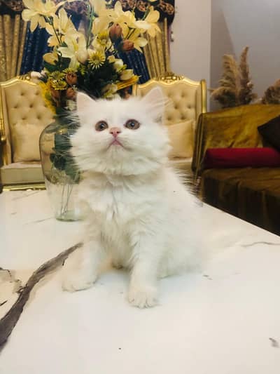 Kittens male and female