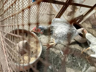 Aseel kasni murgi heavy bone big sile fst time egg kurak hu gae ha