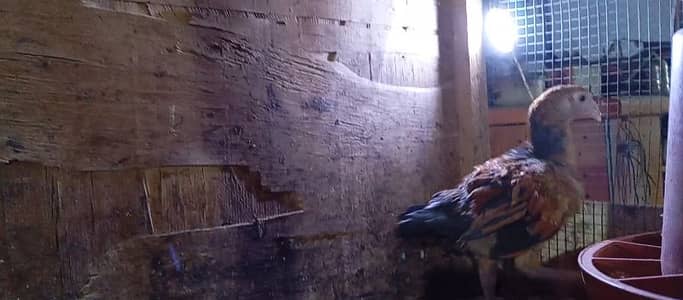 aseel female hen 4 month