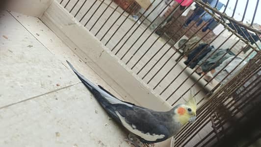 Australian parrot and coctail