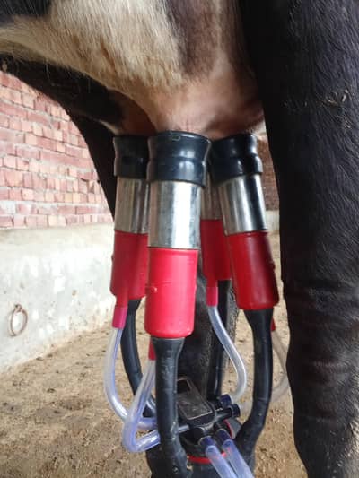 halab milking machine single