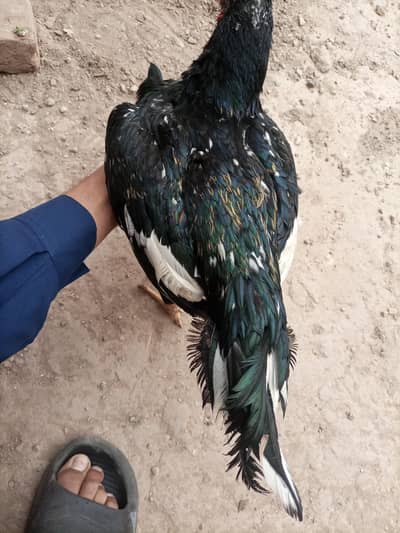 9 month aseel sawa patha