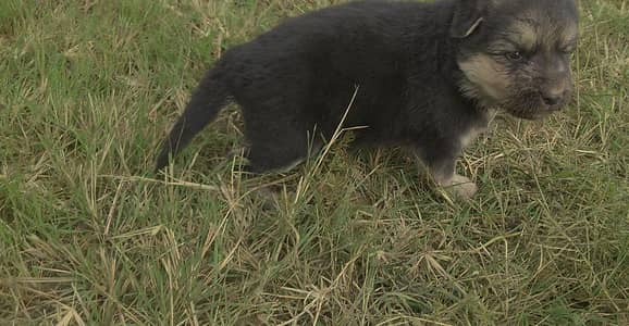German shepherd puppy