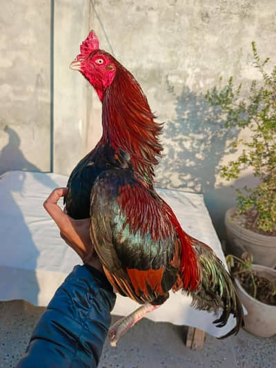 Aseel amroha murga || Top quality heera murga || Miawali aseel