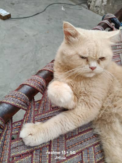 Persian Male Cat