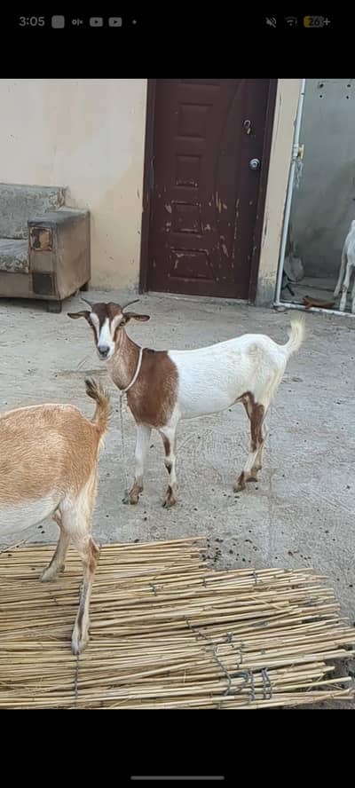 goats are for sale