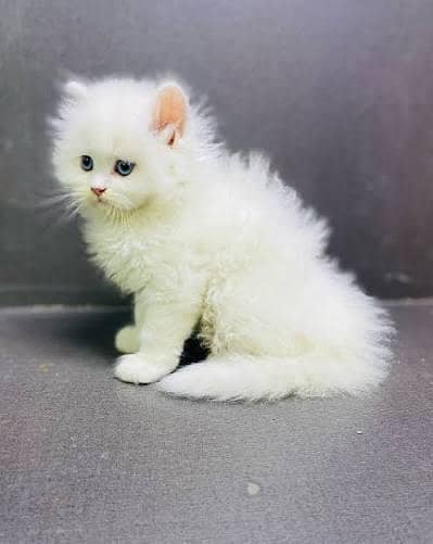 Persian kittens
