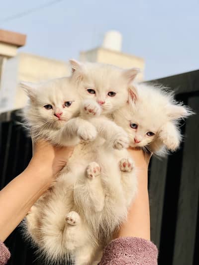 Persian kittens For Sale