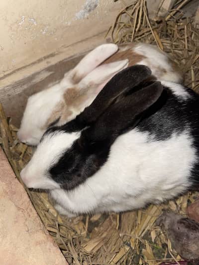 1 Pair Rabbit