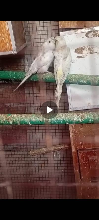 2 Male Hogoromo Double Flower Avaiable