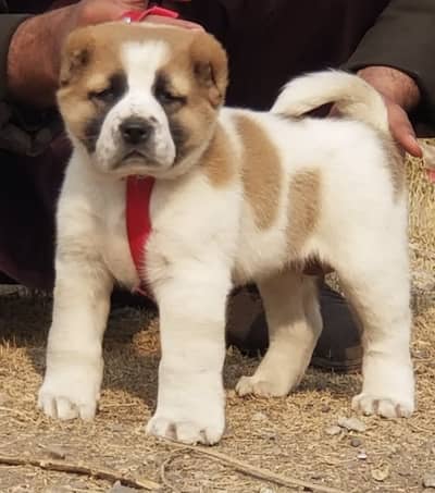 Alabai Pair / Alabai male Dog / king Alabai security dog for sale