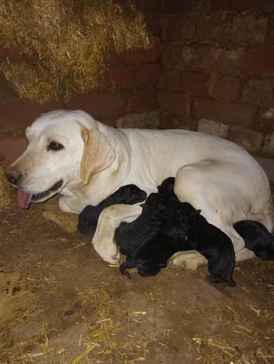 Labrador Puppies for sale