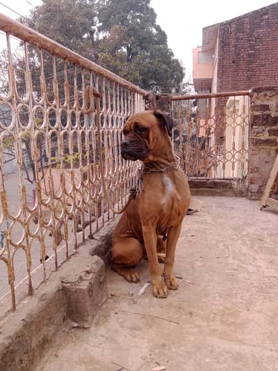 bull mastif female for sale