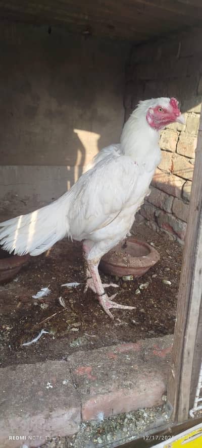 drem life no time urgent sale