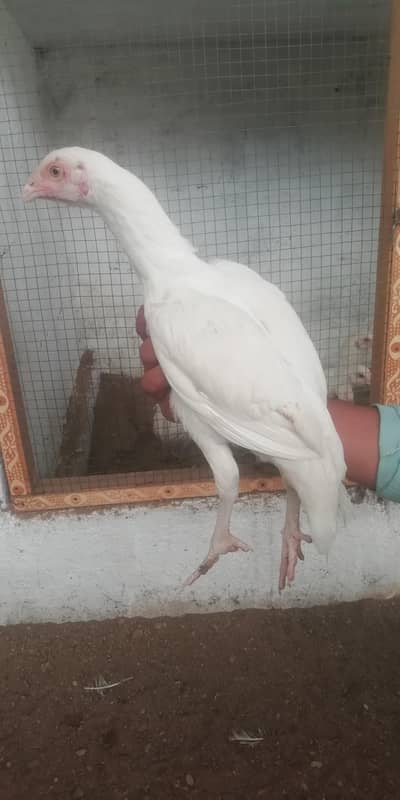 heera aseel patty pattia for sale