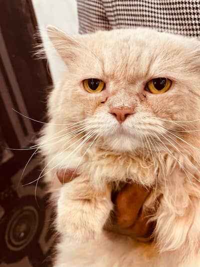 Persian triple coated Male Cat O3!542O42O8