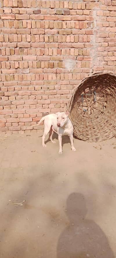 Gultari Gultair  Dog / gultair dog / dog for sale