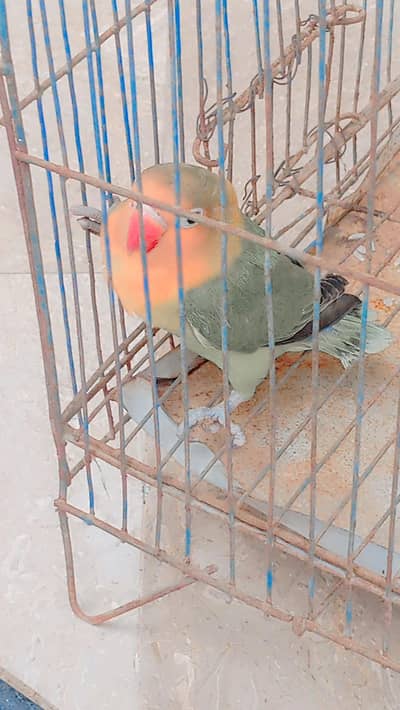 lovebird