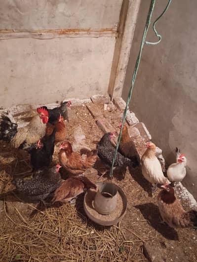 03058787132jis bhai na Lani ho iss number per rabta karian