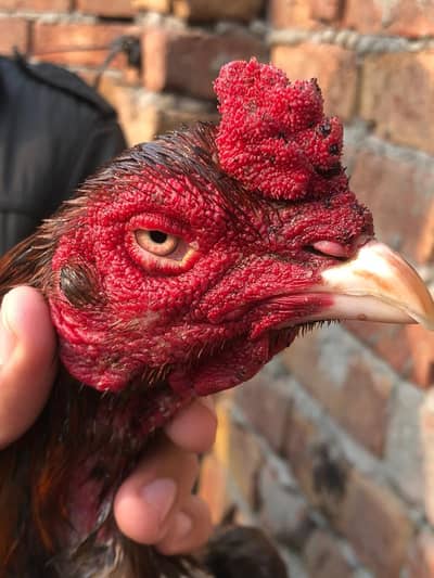 high quality pair for sale