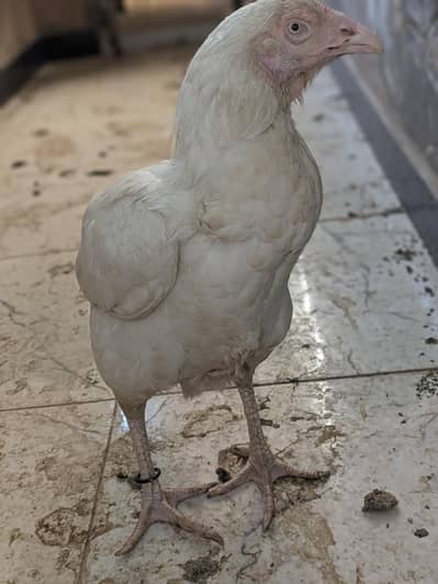 pure paper white eyes nok nalli Heera female