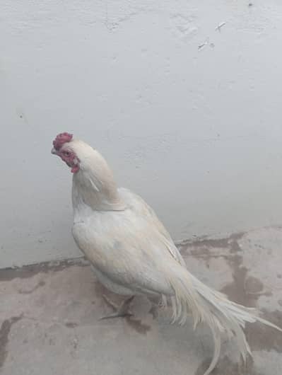 white murga ek aankh se karna hai