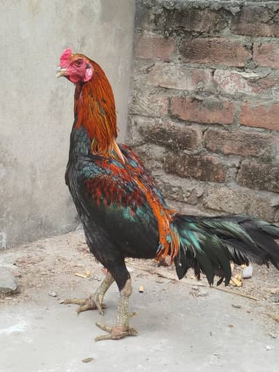 Thai hint or Burnie Cross Breeder male for sale muth jor krta h