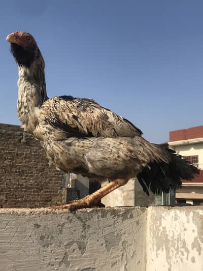 aseel murghi for sell urgent!