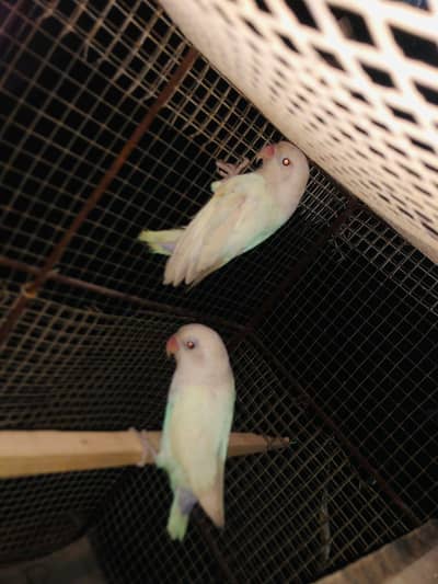 Albino black eye | Lovebirds | Breeder Pair
