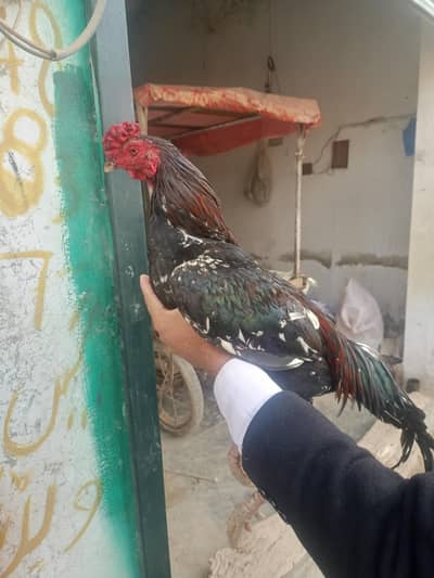 aseel meinwali patha for sale