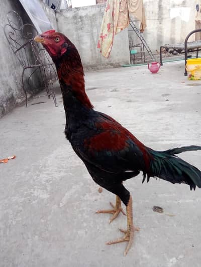 Aseel patha or Aseel murgia