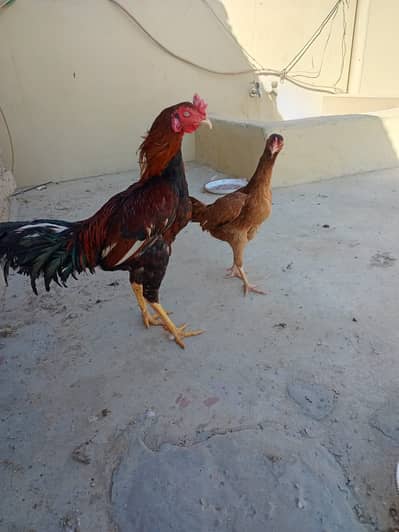 Desi Aseel Murgha & Murghi – Healthy Pair for Sale