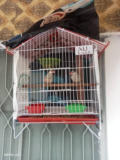 Jawa finch pair with cage