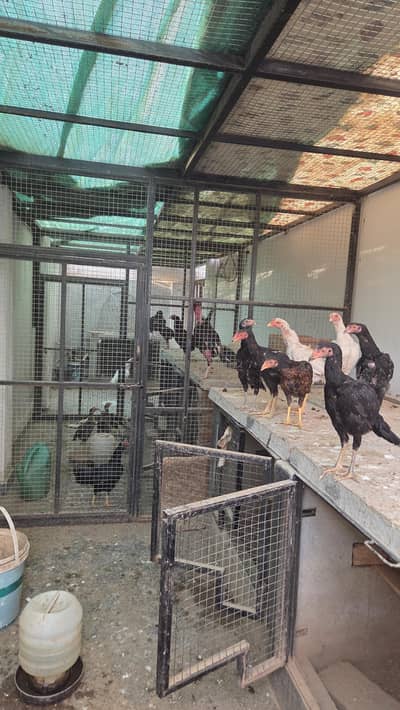 Aseel Chicks and Breeders