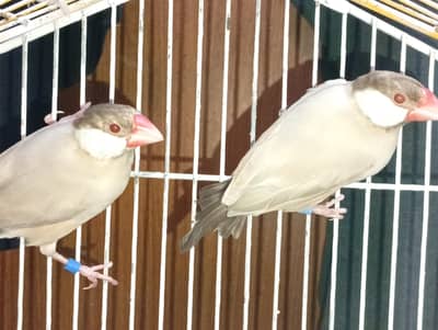 Asalam alekum finches for sell MashaAllah sub breeder he