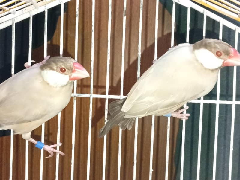 fawn java breeder pair for sell 0