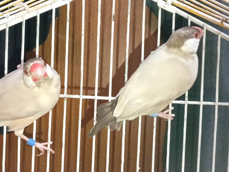 fawn java breeder pair for sell 1