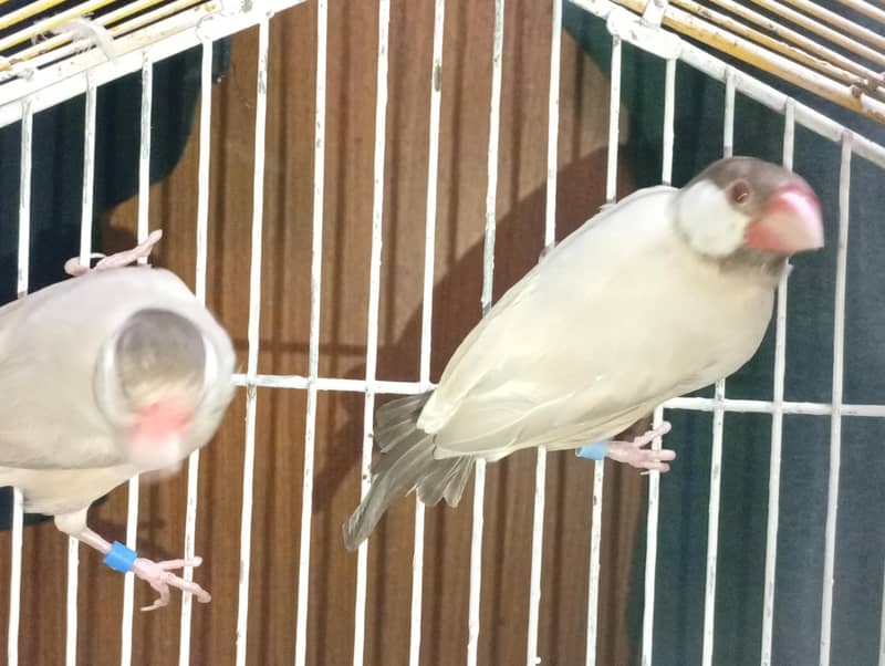 fawn java breeder pair for sell 3