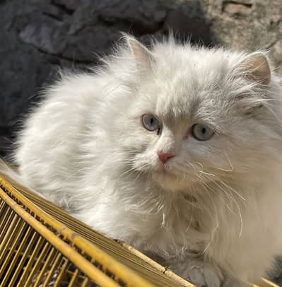 Persian Top Quality  Blue Eyes Triple Cote