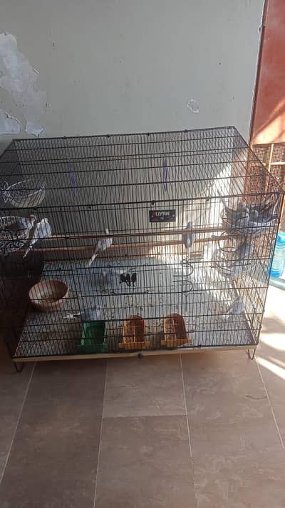 urgent sale 8 pairs Diamond Doves